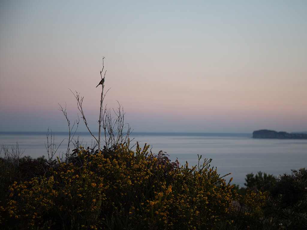 Australian bush scene at sunset on central coast