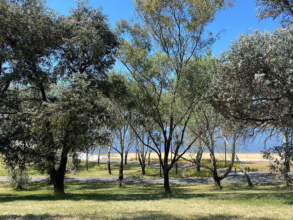 Trees by Lake Burley Griffin Canberra